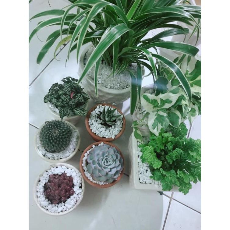 Chậu cây Lan chỉ Bán Chạy