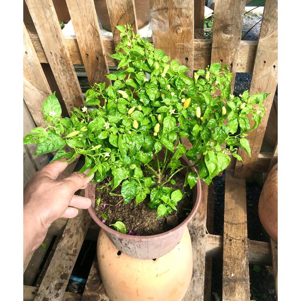 Cây ớt trắng Phan Thiết đang có trái