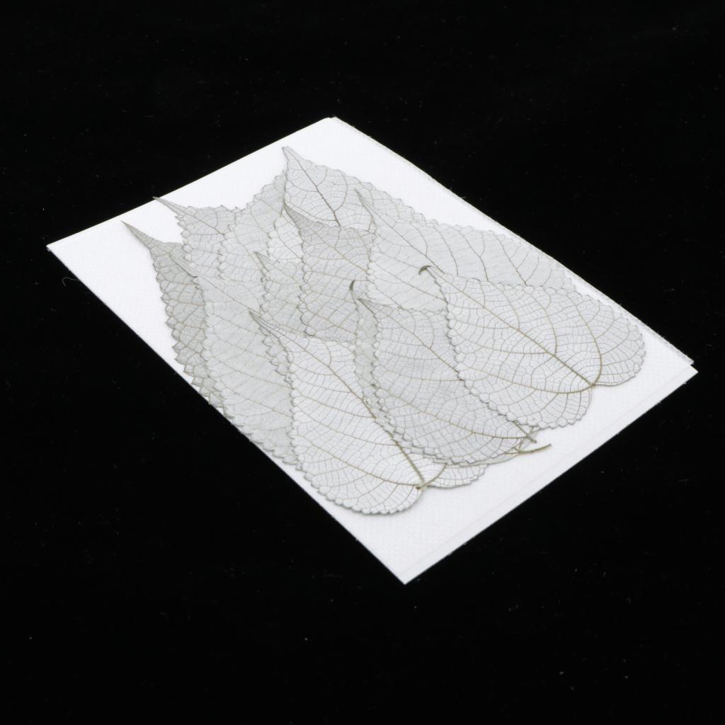 12pcs Natural Pressed Leaf Dried Flowers Natural Color Plant Specimen