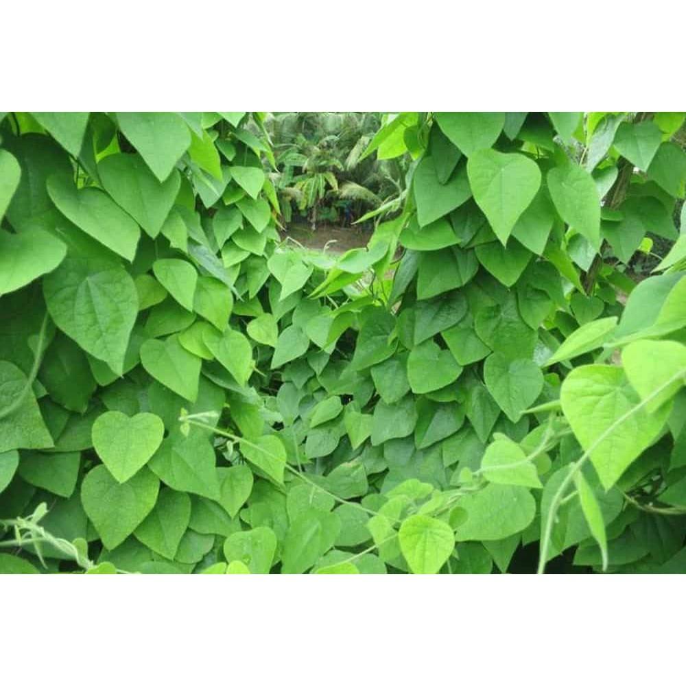 HẠT GIỐNG SƯƠNG SÂM LÔNG