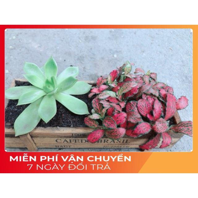 Chậu Cẩm Nhung + Sen Đá