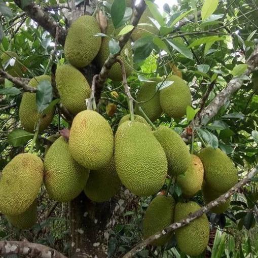 Cây giống mít tố nữ