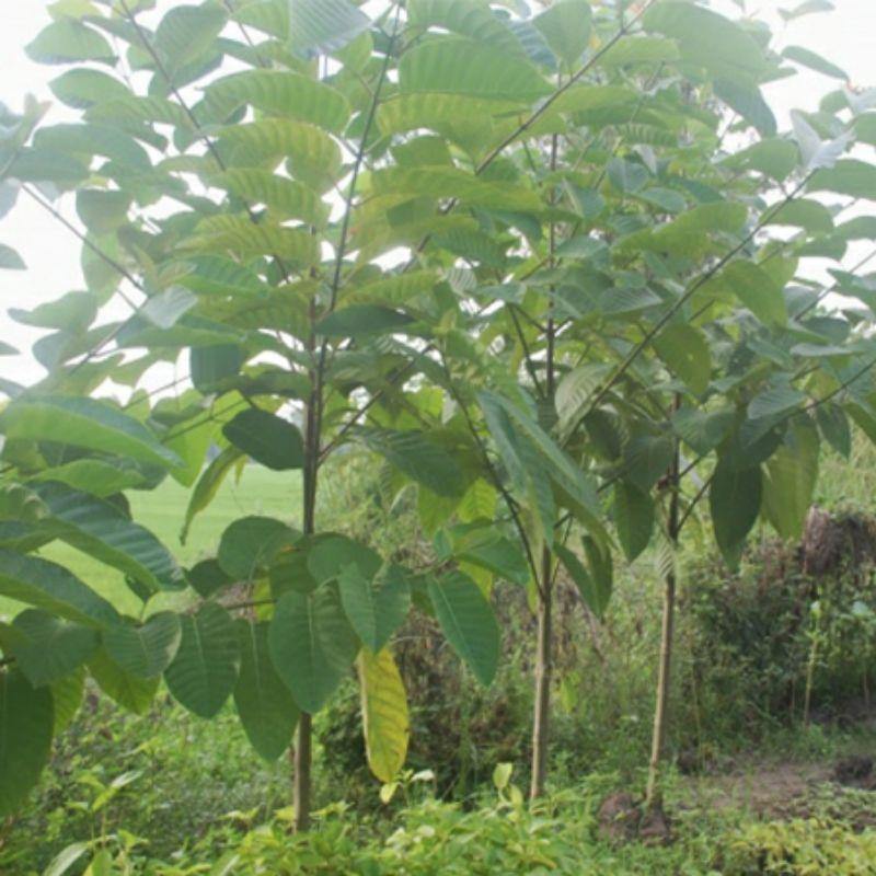 900gram hạt gáo vàng giống