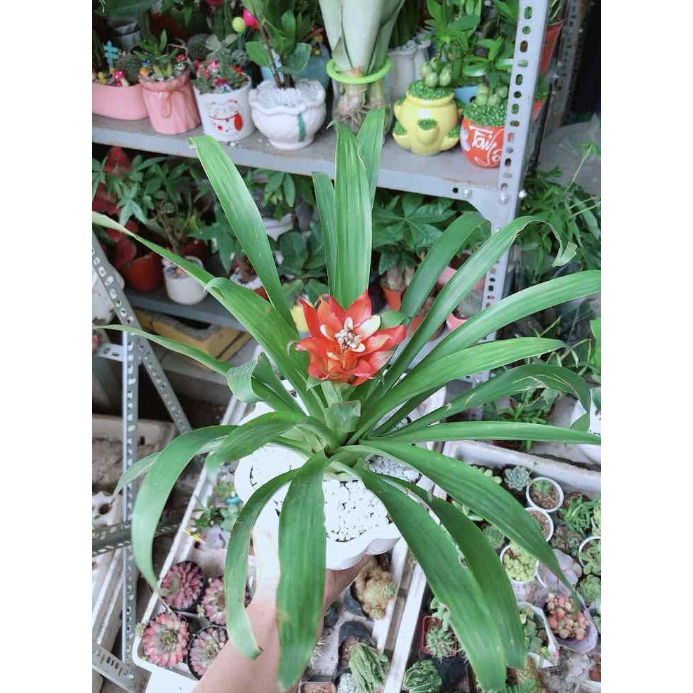 Chậu Phong Lộc Hoa Bán Chạy