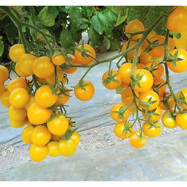 30 hạt cà chua bi vàng leo siêu quả