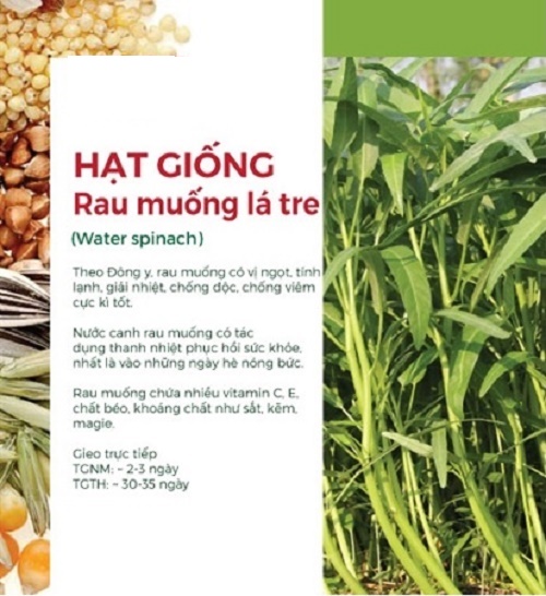 Hạt Giống Rau Muống Lá Tre (100gr)