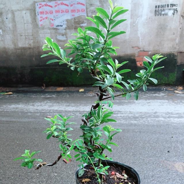 Cây Ổi Bonsai