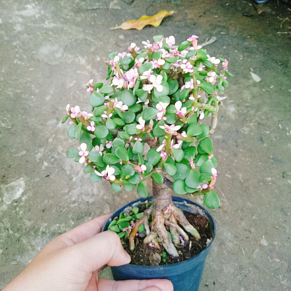 Cây Ngọc Bích - Cây Đô La Hồng - Cây cảnh bonsai để bàn