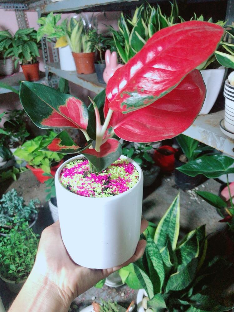 Chậu Cây Phú Quý Đỏ