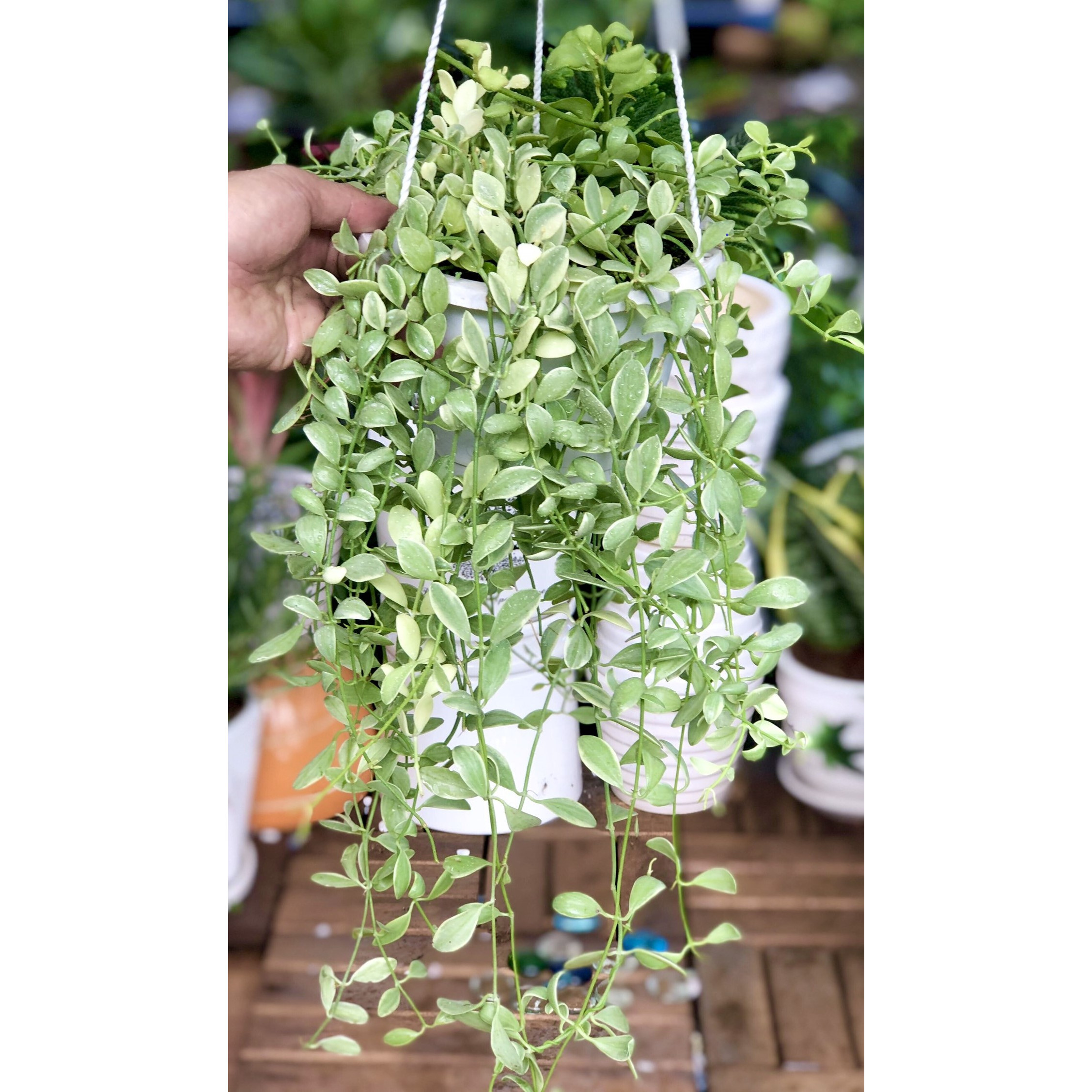 Chậu treo hạt dưa cẩm thạch rũ
