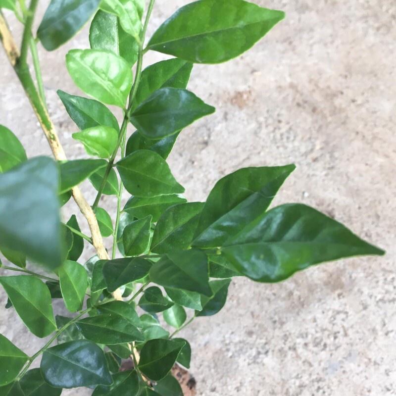 Cây NGUYỆT QUẾ nhỏ trồng công trình cao 30-40cm , cây đẹp, cam kết chất lượng
