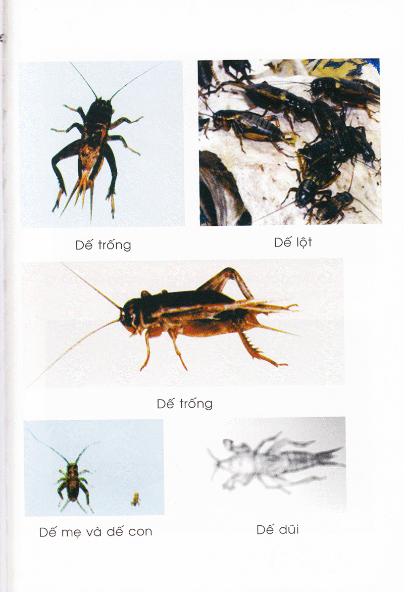 Phương Pháp Nuôi Dế - VL