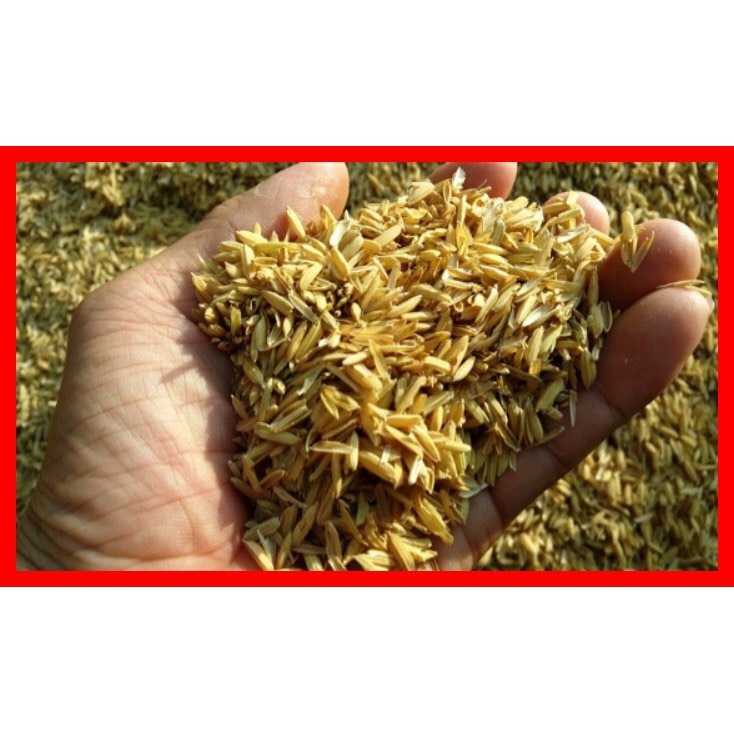 Vỏ Trấu Sống Trộn Đất Trồng Hoa Kiểng Và Rau Sạch - 400g