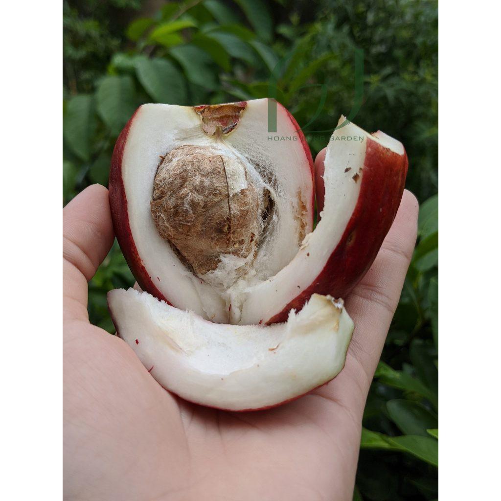 CÂY GIỐNG ĐIỀU ĐỎ .