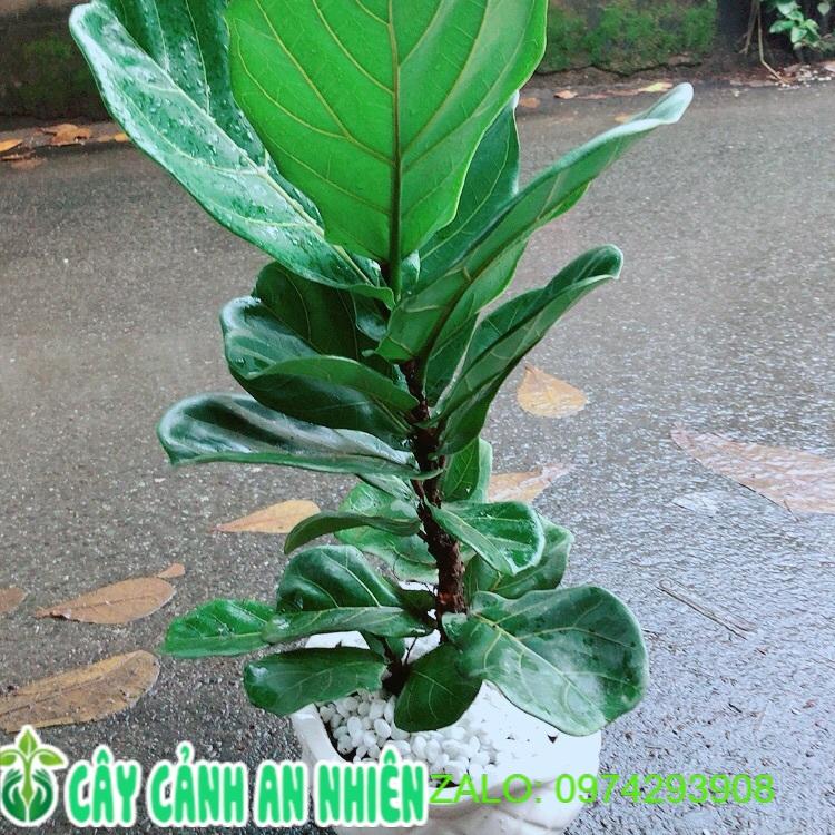Chậu Cây Bàng Singapore 60Cm
