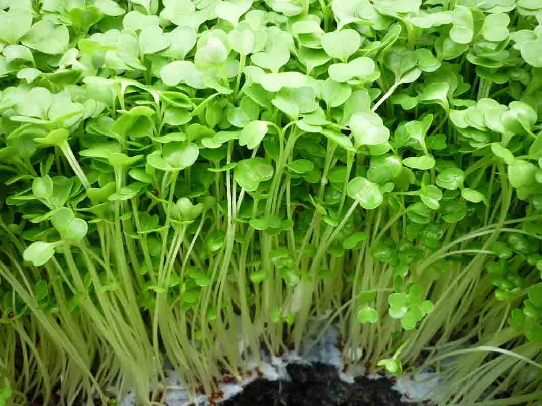 Máy Làm Giá Đỗ Tự Động Tại Nhà An Toàn Cho Sức Khỏe Phiên Bản GV102