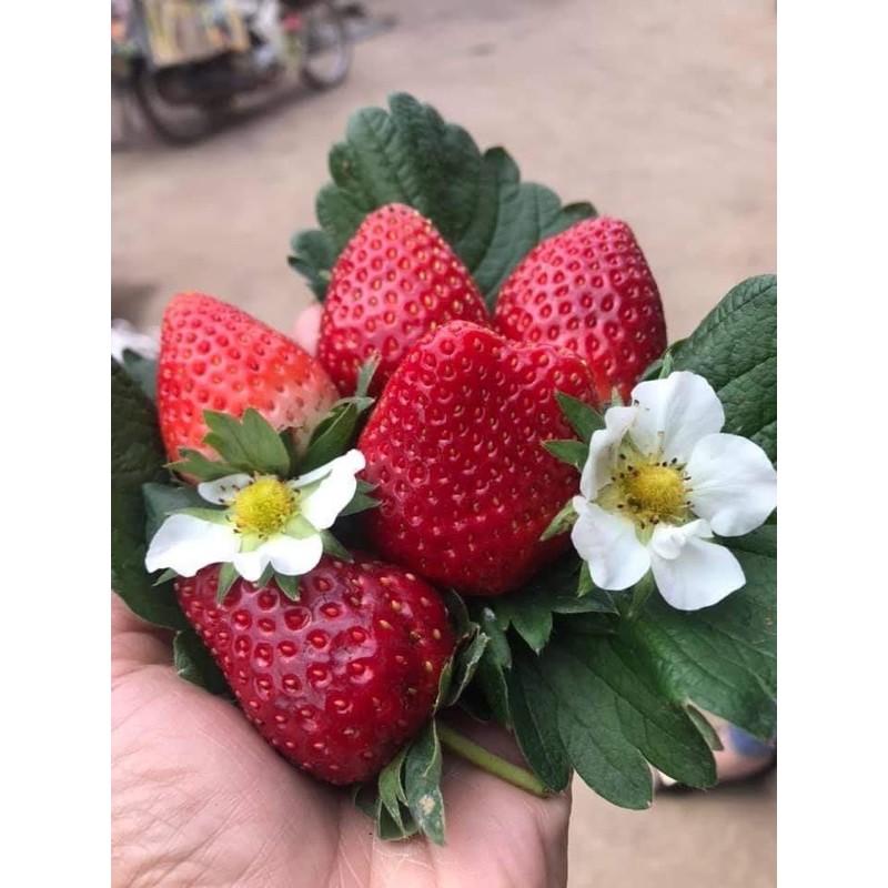 DÂU TÂY HANA NHẬT