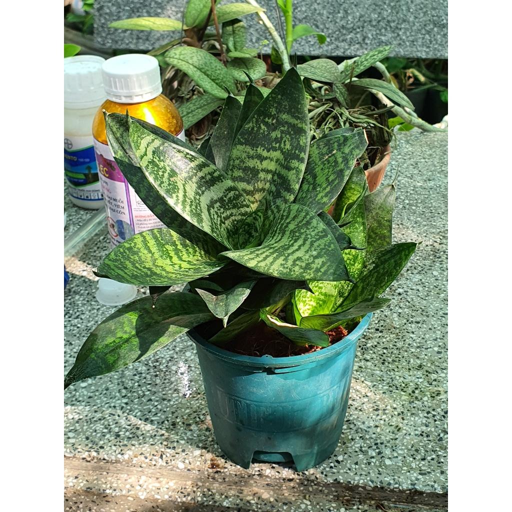 Chậu lưỡi hổ Lùn thích hợp để bàn làm việc