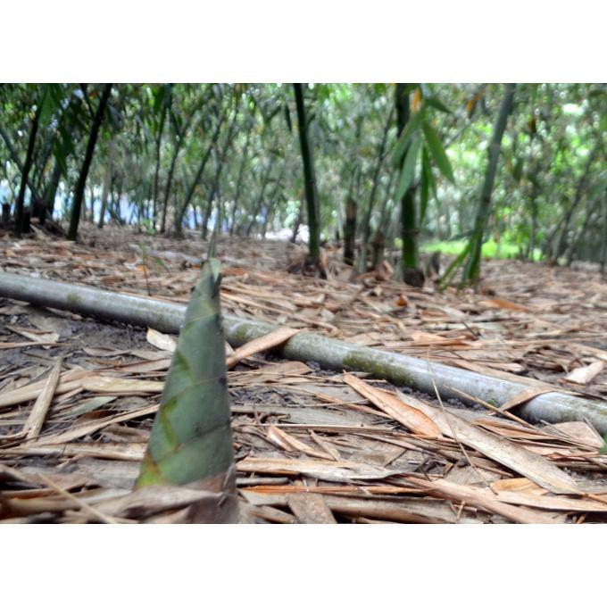 CÂY GIỐNG TRE lấy măng TRE BÁT ĐỘ FREESHIP EXTRA + HOÀN XU EXTRA ]