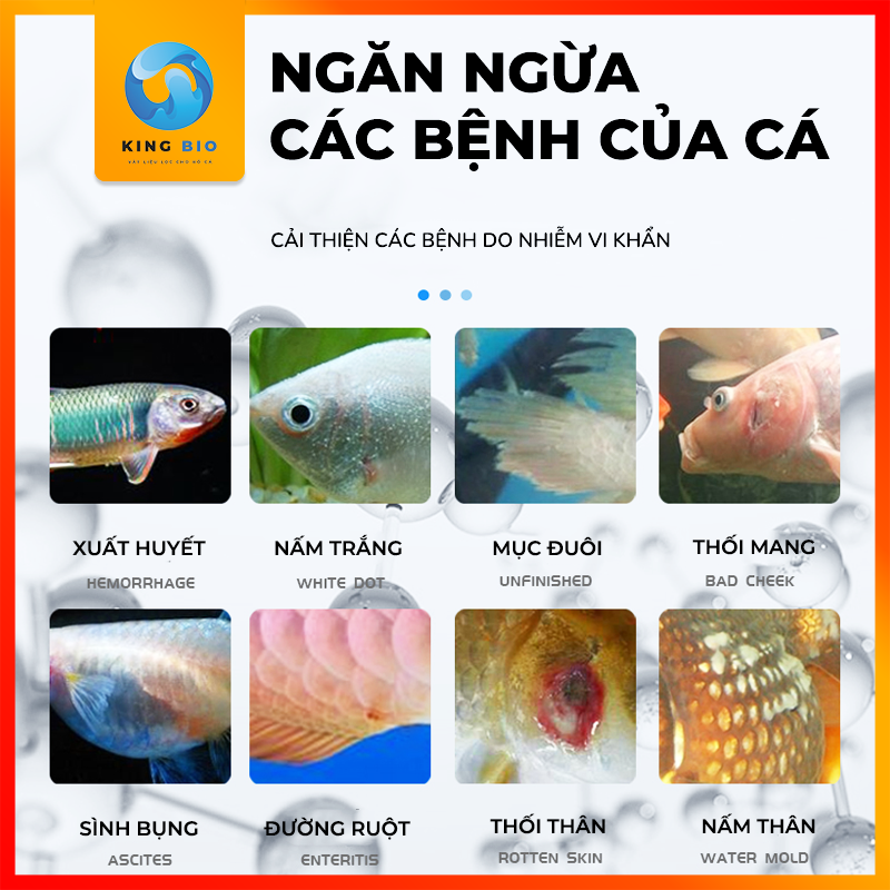 Yee Sterilization chế phẩm sinh học ngăn ngừa và loại bỏ các vấn đề do vi khuẩn gây ra cho cá cảnh