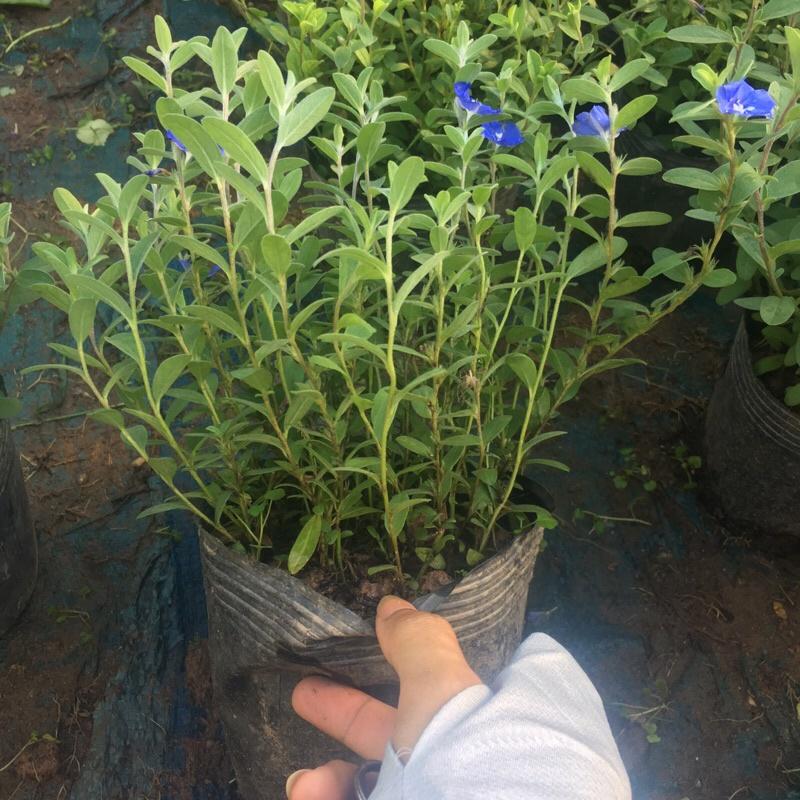 Cây hoa thanh tú đã có hoa và nụ, cây trang trí ban công sân vườn