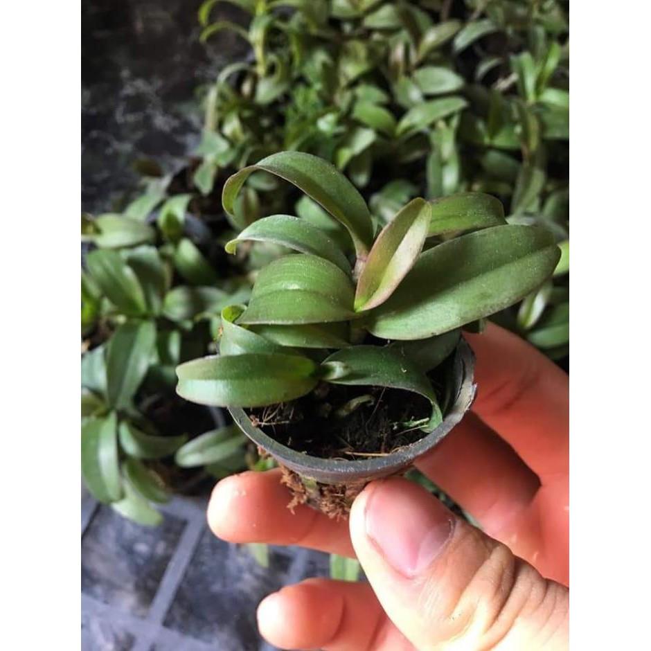 Dã hac châu như cây giống