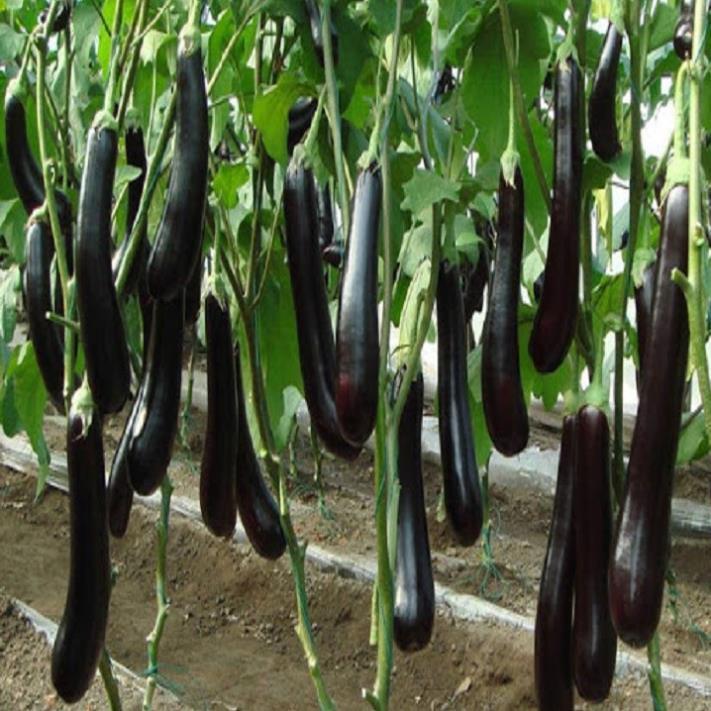 NGUYÊN CHẬU CÂY GIỐNG CÂY CÀ TÍM DÀI