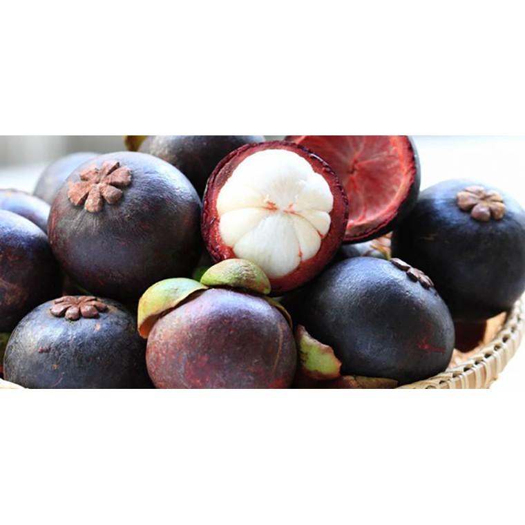 Cây giống Măng Cụt .