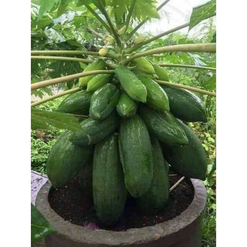 Đu đủ lùn ....tím nhật