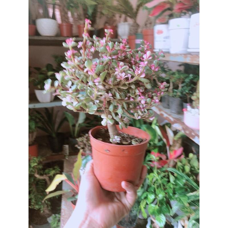 Chậu Cây Đô La Cổ Thụ