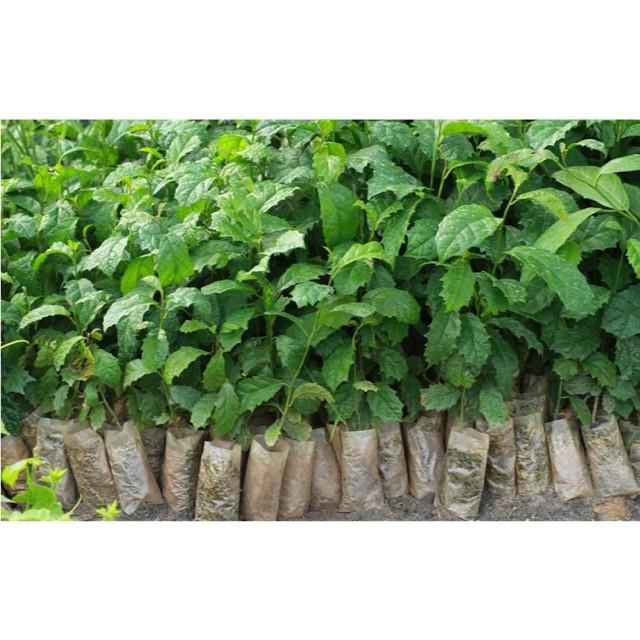 CÂY XẠ ĐEN - cây giống gửi đi nguyên bầu