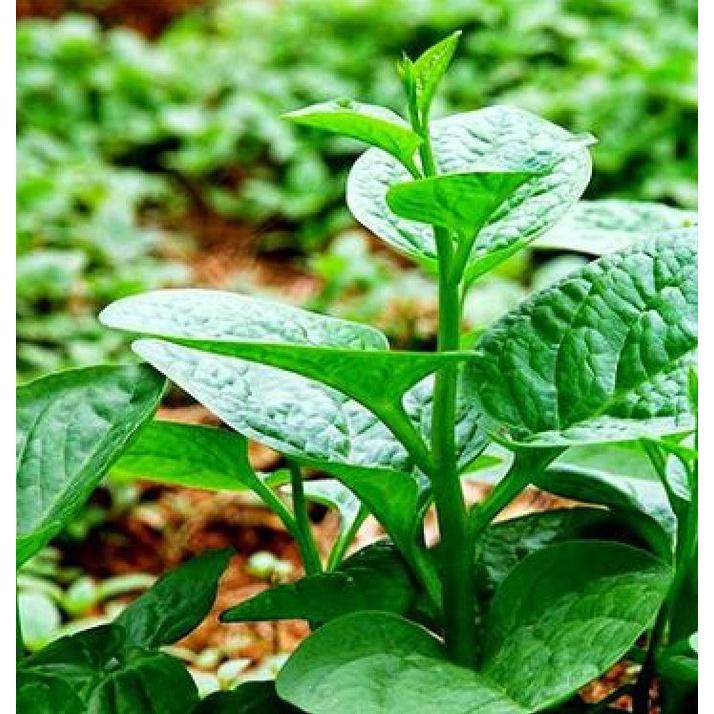 Bộ 2 gói hạt giống rau mồng tơi xanh lá to,-gói 20grm-tặng kèm gói phân bón lót