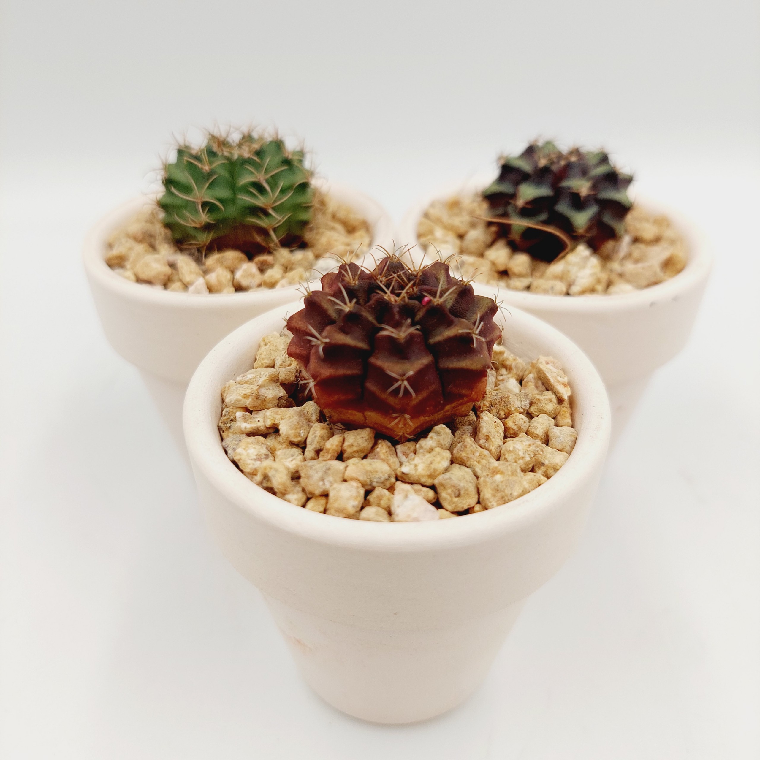 Xương rồng GYMNO size 2-3cm, vân xanh, vân tím - TERRACOTTA GARDEN, SUCCULENTS AND CACTUS GARDEN