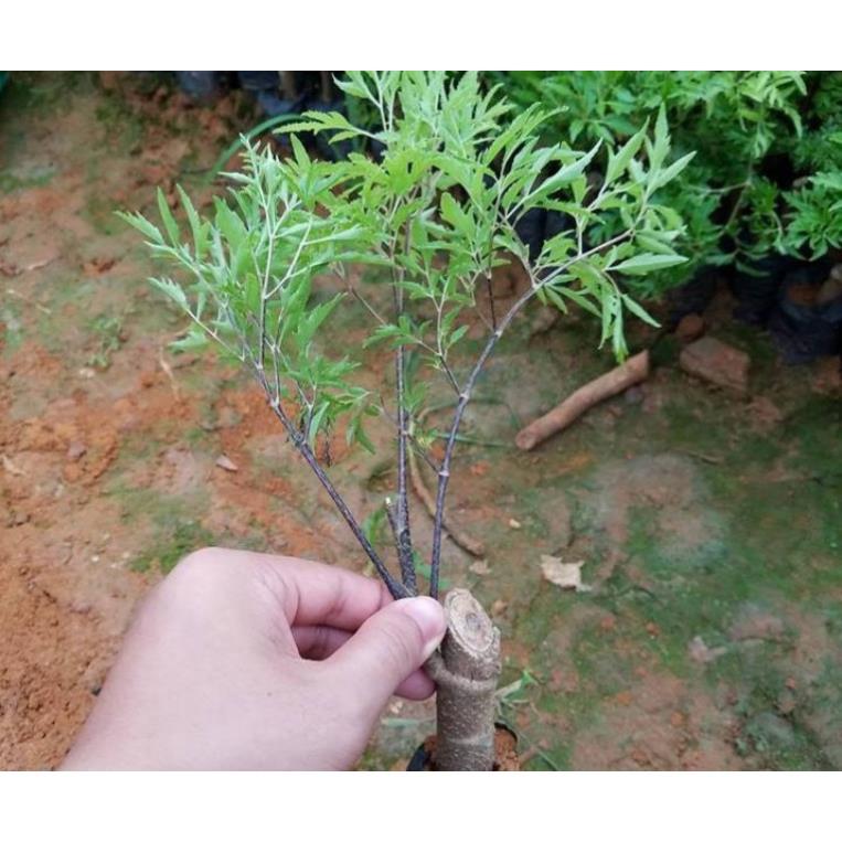 Combo 3 cây giống đinh lăng nếp