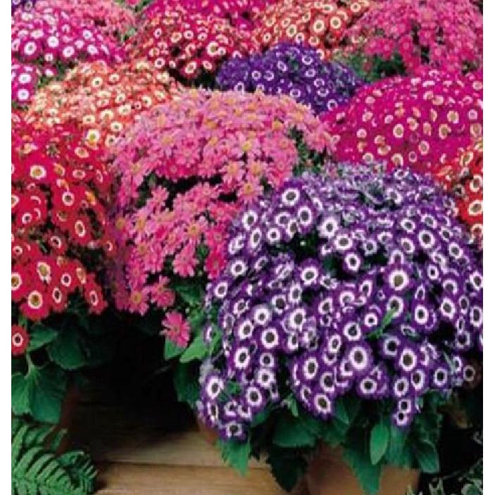 Combo 3 gói hạt giống hoa cúc lọ lem mix màu - Tặng gói kích mầm hạt