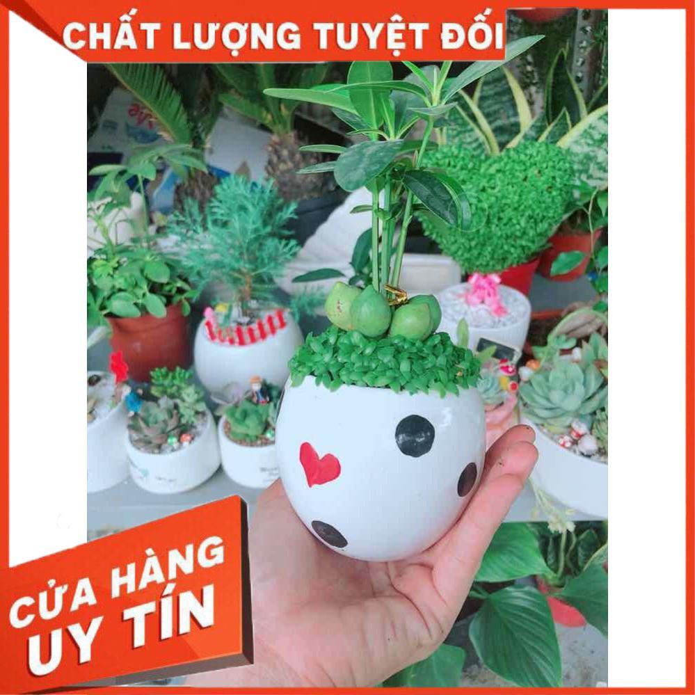 Chậu cây may mắn Nhiều Người Mua