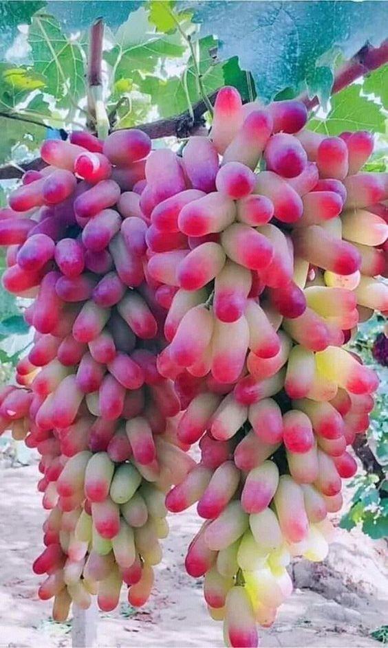 CÂY GIỐNG NHO NGÓN TAY 5 THÁNG RA TRÁI