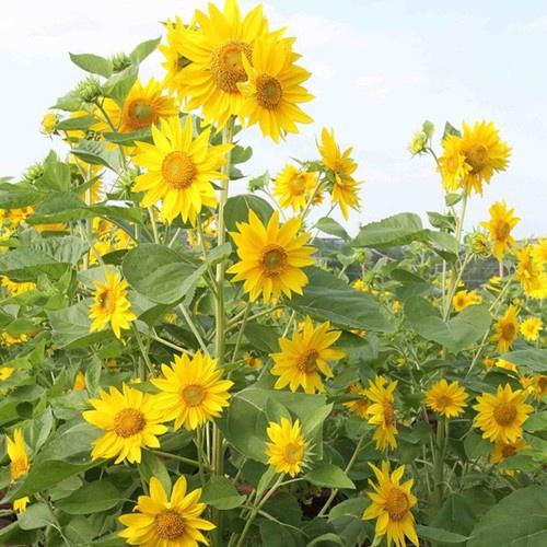 Hạt giống Hoa Hướng Dương Tháp siêu bông
