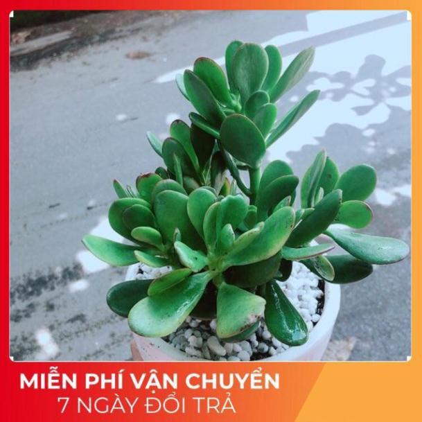 Chậu Ngọc Bích