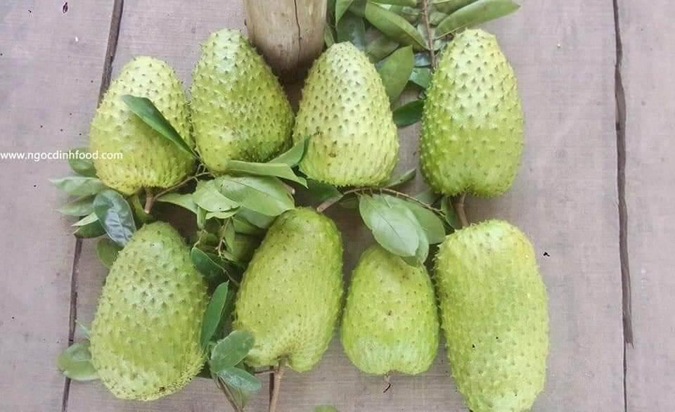 Cây giống mãng cầu xiêm mã lai SIÊU SỚM
