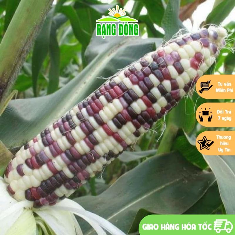 Hạt giống Bắp Nếp Cẩm Hồng Trái Dẻo, Ngọt, Rất Thơm, Trồng Quanh Năm, Kháng Bệnh Tốt - Hạt giống Rạng Đông