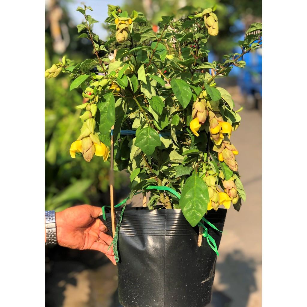 Chậu cây Huyền Trân công chúa hoa màu vàng cao 50 - 70 cm