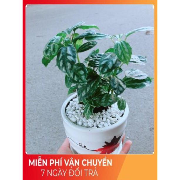 Chậu Cây Lá Dưa Hấu