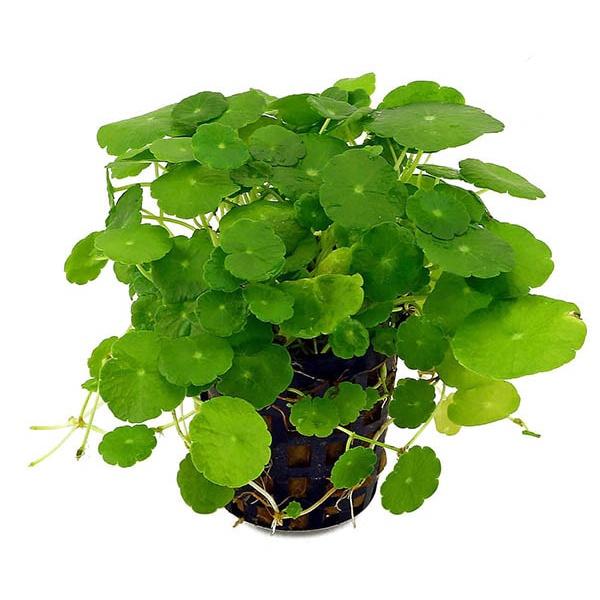 RAU MÁ HƯƠNG - bầu giống