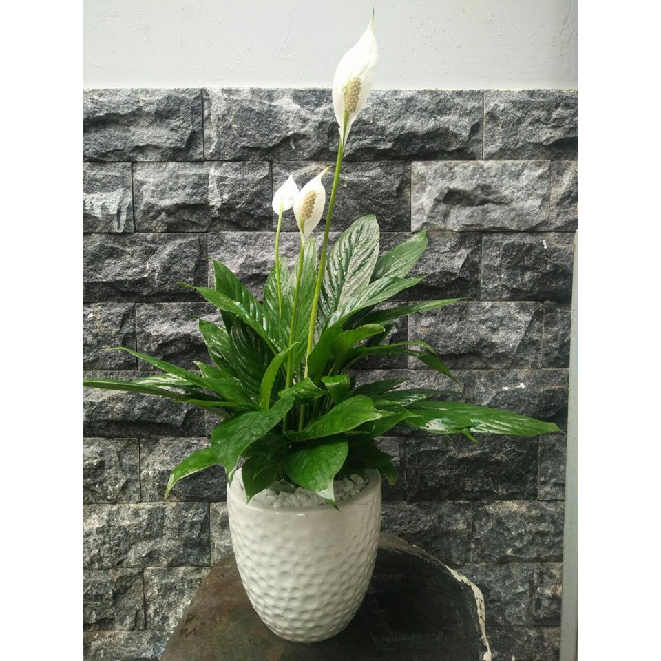 Chậu lan ý mẫu 1