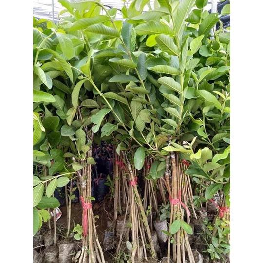 Cây giống cây ổi Đông Dư hoặc ổi găng
