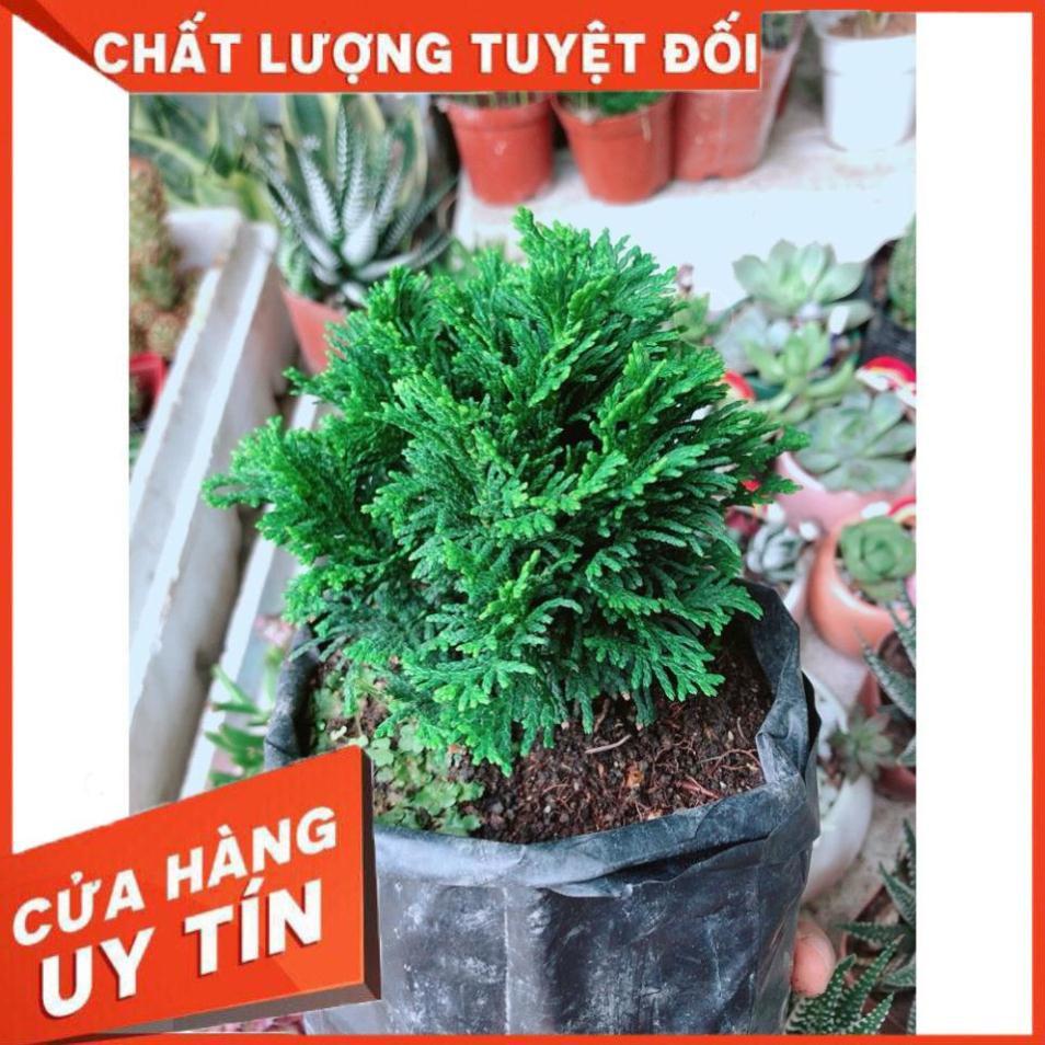 Cây Tùng Trắc Hay Trắc Tùng