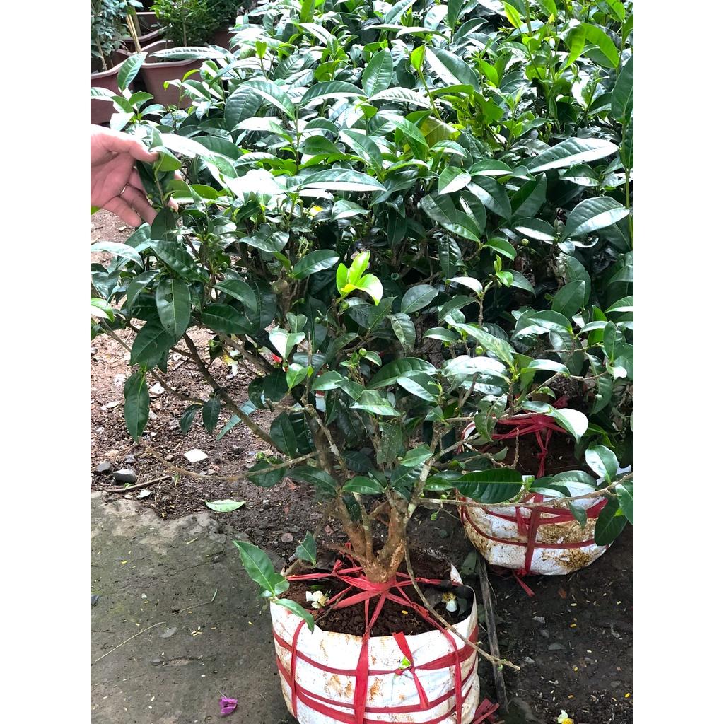 Cây trà xanh gốc to chỉ giao tại TP.HCM