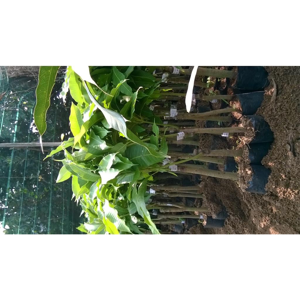 Cây giống Xoài trồng chậu.