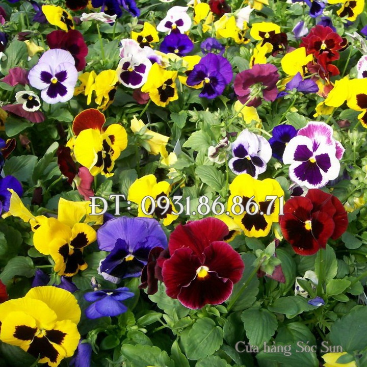 Hạt giống hoa Pansee – Bịch 10 hạt – Mã số 1151